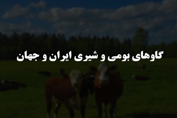 پاورپوینت گاوهای بومی و شیری ایران و جهان
