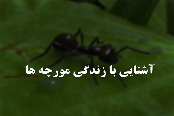 پاورپوینت آشنایی با زندگی مورچه ها