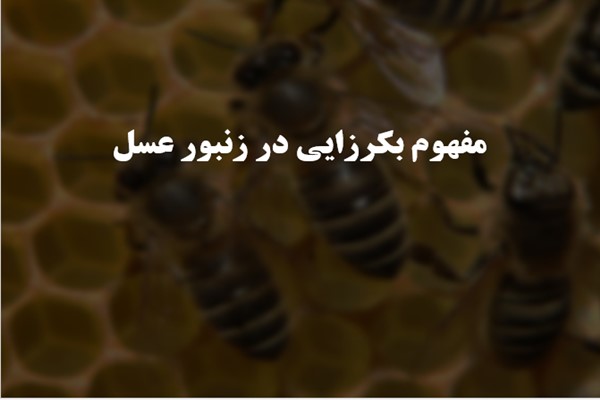 پاورپوینت مفهوم بکرزایی در زنبور عسل